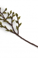 Wool branch with green leaves