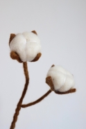 Branche de coton en laine